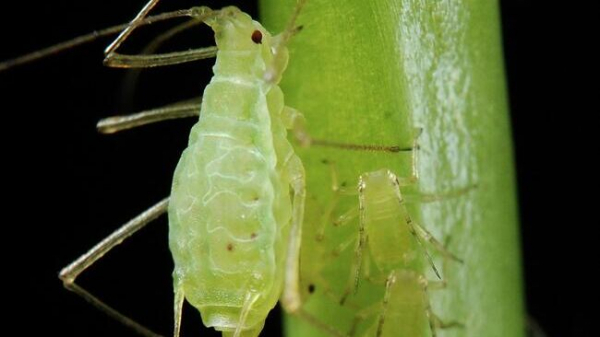 Как избавиться от тли: простые и эффективные средства