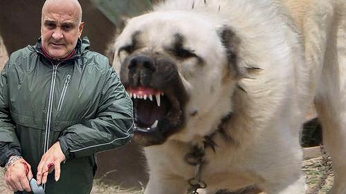 Награда нашла своего героя: Алексей Огурцов получил почётную грамоту за спасение женщины и ребёнка от нападения алабая