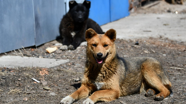 Более половины россиян хоть раз теряли своих домашних животных