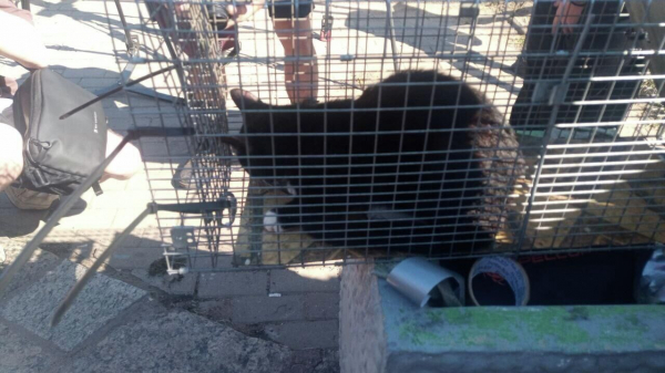 В Петербурге выстроилась очередь желающих приютить спасенного на набережной кота