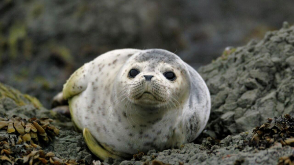 Фоторегистраторы на Камчатке зафиксировали рост рождаемости у сивучей и антуров