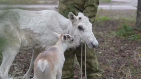 Подаренный Путину северный олененок вырос, окреп и чувствует себя отлично