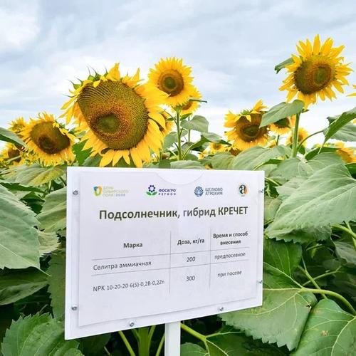 Агрополигон с российскими сортами &ndash; в центре внимания на &laquo;Дне сибирского поля&raquo;