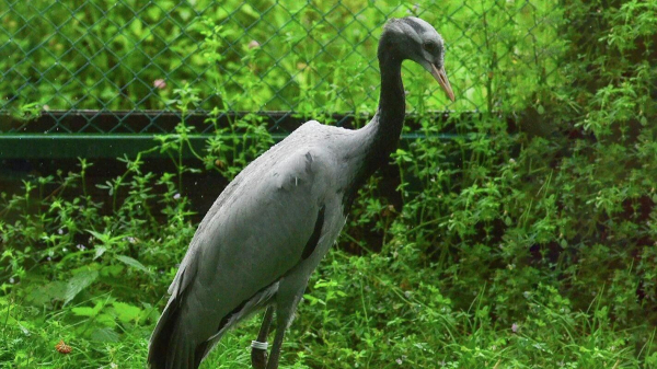 В "Активном гражданине" началось голосование по выбору имен для двух журавлят