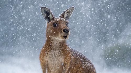 Кенгуру в Австралии в шоке от снега