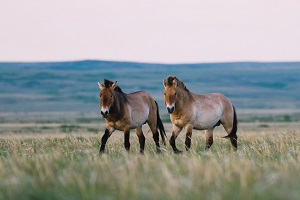 &laquo;Роснефть&raquo; поможет восстановить единственную в России популяцию лошадей Пржевальского