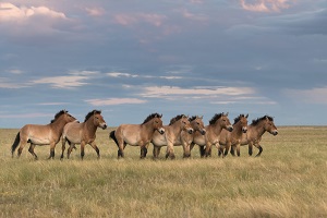 &laquo;Роснефть&raquo; поможет восстановить единственную в России популяцию лошадей Пржевальского