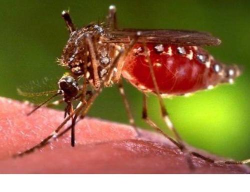 Россия не планирует закрывать границы из-за вспышки чикунгуньи в Китае