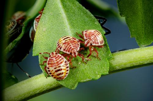 Стало известно, сколько человек пострадало от укусов клещей